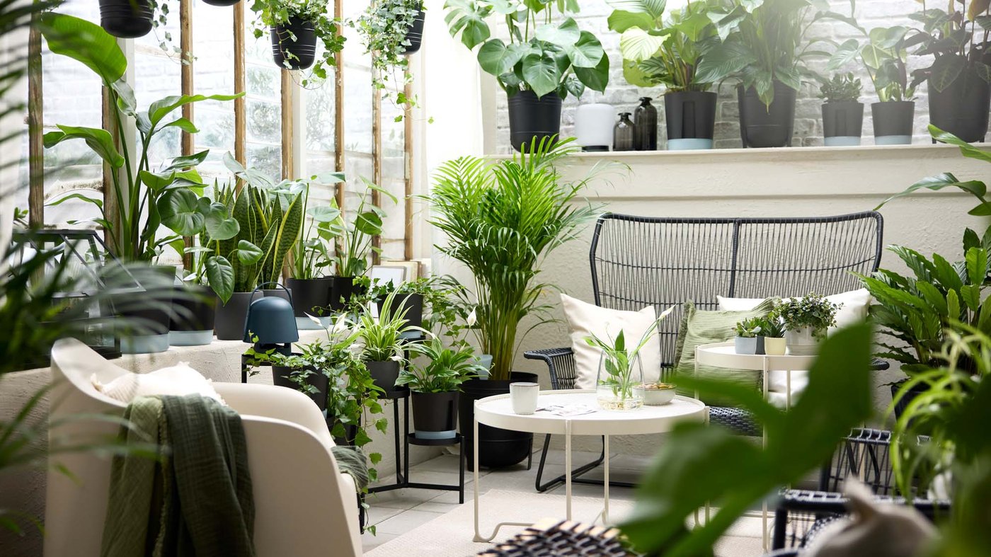 A white daylight filled room with a coffee table and chairs, surrounded by potted green plants.